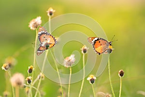 Two butterfly