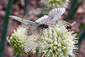 Two butterfly Aporia crataegi, the black-veined white are mating on onion flower. Selective focus