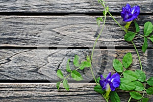 Two Butterfly blue pea flowers wooden background with copy space