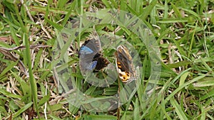 Two butterfly close up shoot in a meadow