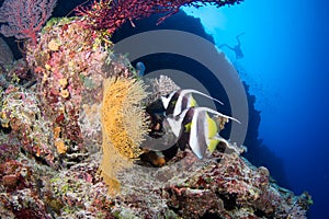 Two butterfly fish on the reef