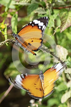 Two butterfly on a flower, nature, garden flowers