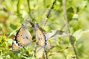 Two butterfly on a flower, nature, garden flowers