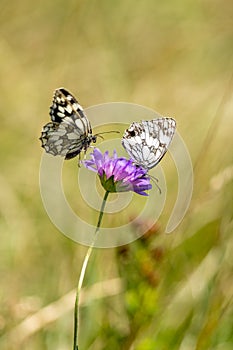 Two butterfly on a flower - pollination, love