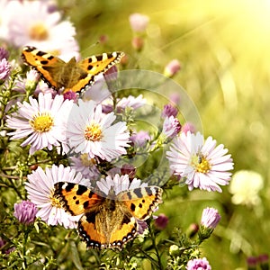 Two butterfly on flowers