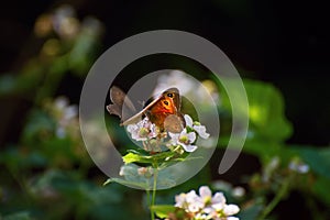 Two butterfly (genus maniola) collecting nectar from blossomin flower of blackberry