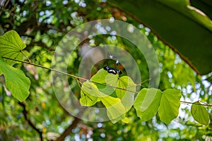 Two butterfly between green exotic plants at Botanical garden in Aarhus, Denmark