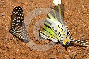 two butterfly on ground in forest