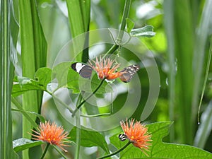Two Butterfly (Ihomia and Heliconius) on a flower near Tortugero