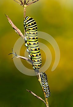 Two butterfly larvae