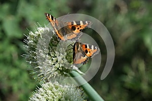 Two butterfly rash on the flowered allium