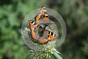 Two butterfly rash on the flowered allium