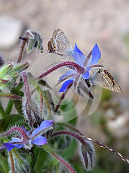 Two butterfly specimens lampides boeticus on borage flower