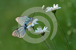 two butterflys Aporia cratagi in the dew on a daisy in the early morning