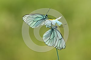 Two butterflys Aporia cratagi in the dew on a daisy  on a forest glade