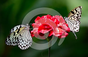 Two butterflys on a flower