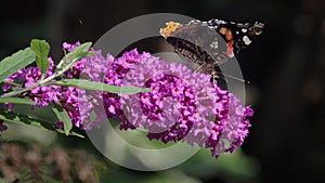 Two Butterflys Red Admiral Vanessa atalanta collect nectar on a Buddleja flower. Blooming Buddleja Davidii flower