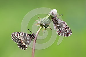 Two butterflys Zerynthia Polyxena on the flower on a summer day