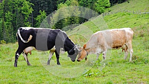 Dos ganador vacas en prado 