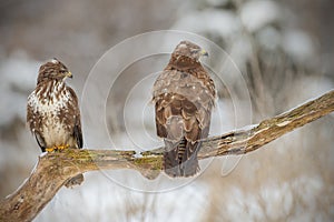 Two buzzards on an old tree