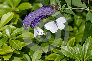 Two cabbage white butterflies - Pieris Brassicae - sitting on violet flowering butterfly bush - Buddleja davidii