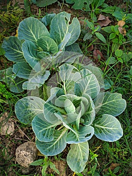 Two cabbages begin it's formation for it complete shape
