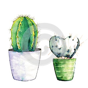 Two cacti in pots painted in watercolor.