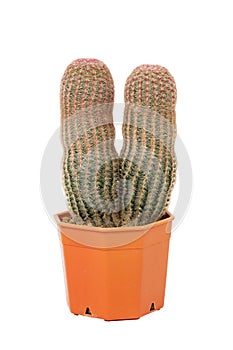 Two cactus in a orange pot isolated on white background
