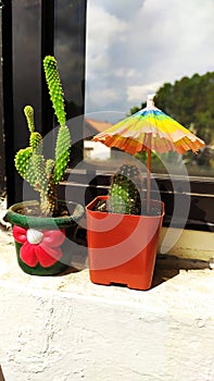 Two cactus in a window with an umbrella. Dos cactus en una ventana con una sombrilla photo