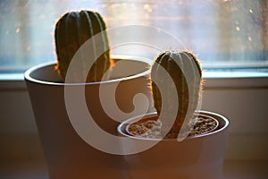 Two cactuses with thorns indoor in sunny backlight