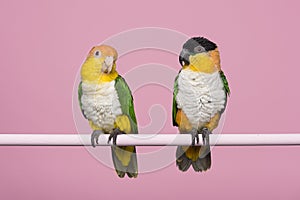 Two caique birds looking at each other on a pink background