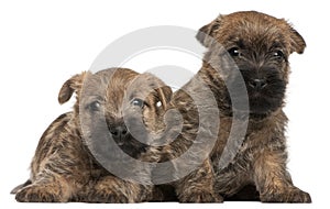 Two Cairn Terrier Puppies, 6 weeks old