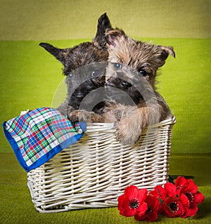 Two Cairn Terrier puppies dogs on green background