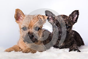 Two Cairn Terrier puppies in front of white background