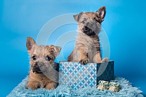 Two Cairn Terrier puppies are sitting in gift box