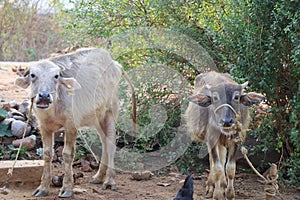 Two calf looking at the camera that are tied outdoors. View of agricultural background and dairy farming from rural areas