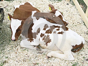 Two calfs photo