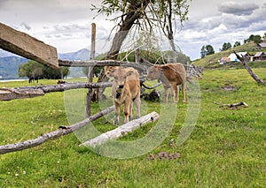 Two calfs in a meadow pasture