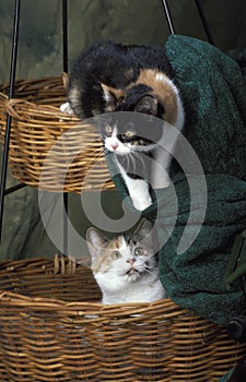 Two calico cat playing together