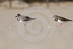 Two Calidris alpina, sandpipers with pronounced bokeh during blizzard on the sand of El Carabassi beach in Arenales del Sol