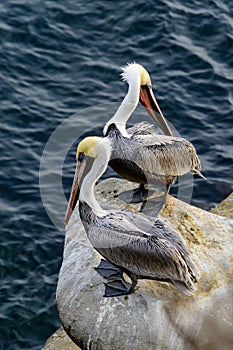 Two California brown pelicans cliffside