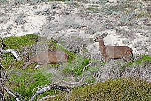 Two California mule deer Odocoileus hemionus californicus at A
