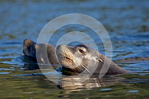 Two California sea lions lit by autumn sun swim in the ocean with their heads up photo