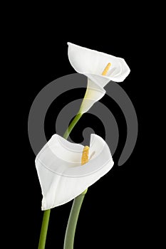 Two calla lilies on dark background