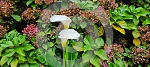 Two calla lillies in opposite directions