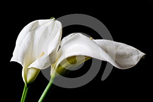 Two calla lily isolated