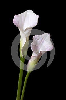 Two Callas isolated on black