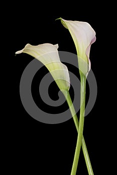 Two Callas isolated on black