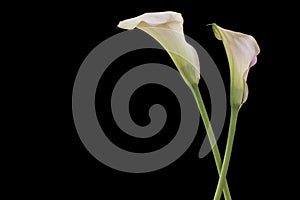 Two Callas isolated on black