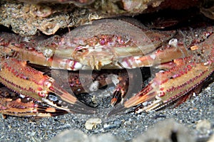 These two Callinectes crabs were spotted in Gray\'s Reef National Marine Sanctuary off the coast of Georgia.